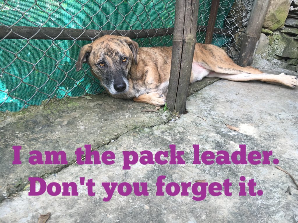 Give the Gift of Sponsorship