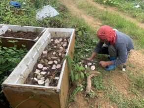 Root crop seed production