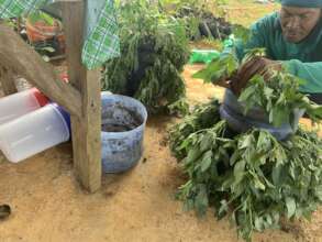 alternative crop growing