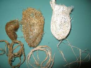 A. suraka, C. appolina, A. mitrei and silk