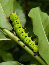An Antherina suraka caterpillar on Victor's land