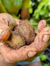 Victor holds new spun cocoons of Antherina suraka