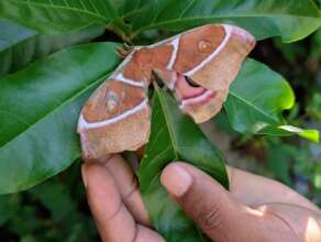 Antherina suraka moth in new habitat