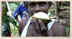 Oblong cacao pod reveals pulpy fruit and beans
