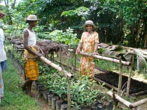 Ambalamahogo farmers taking care of their nursery.