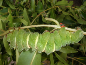 Comet moth larvae