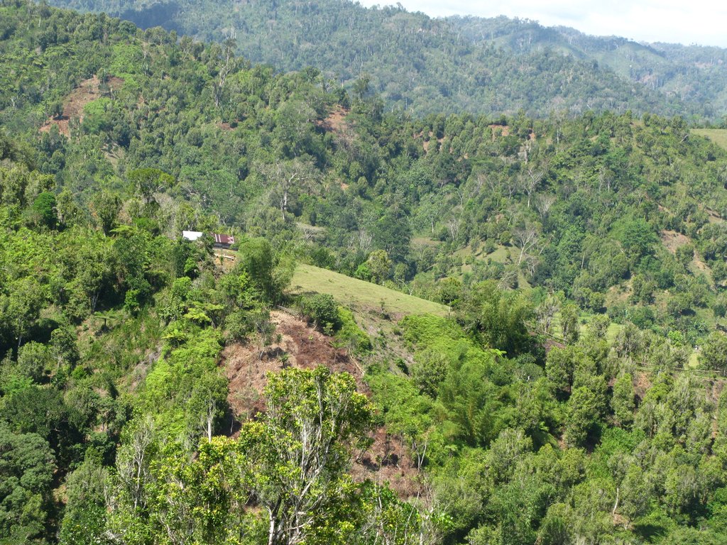 Inter-cropped host plants on Marovovonana farm