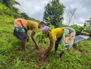 Farmer partners plant trees for wild silk moths