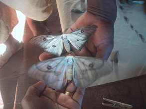 Ceranchia appolina male and female