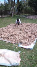69.5 kilos Ceranchia cocoons!