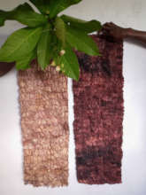 C. apollina silk vs B. mori silk, same plant dye