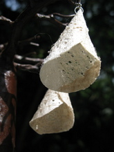 Earrings made from comet moth silk
