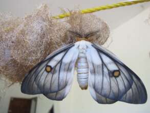 Newly emerged Ceranchia  apollina