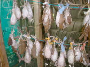 Argema cocoon to be produced by the farmers