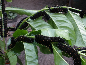 New color for suraka larvae - same species, a new adaptation?  W