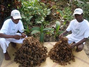 The team preparing the cocoons