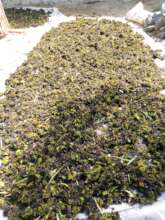Drying water hyacinth
