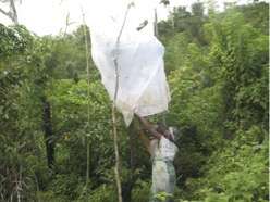 Bealanana farmers begin using rearing nets