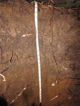 Fertile soils after treatment