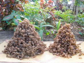 Suraka cocoons produced at SEPALI in Maroantsetra