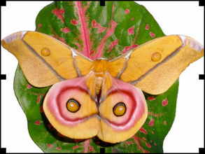 A. suraka: the first silk moth in the community