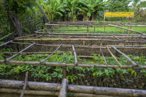 The Mahalevona tree nursery