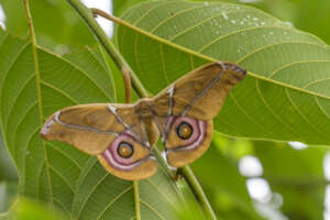 An Antherina suraka wild silk moth