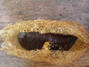 Antherina suraka cocoon