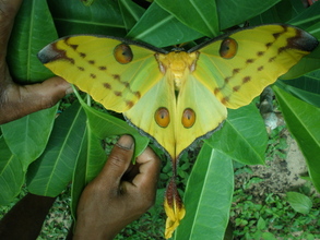 Comet moth recently emerged from cocoon.