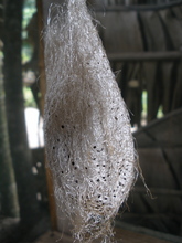 Beautiful silk spun by comet moth