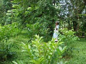 Joanary Jean's demonstration site