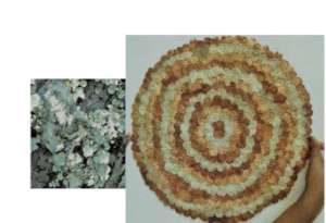 Lichens yield beautiful browns and oranges