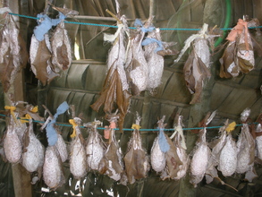 Comet moth cocoons - waiting for the adults to emerge