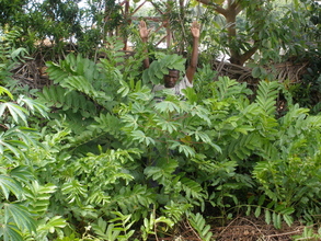 CPALI garden before rearing (with Bertrand!)