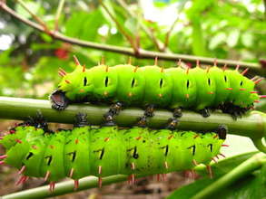 Antherina suraka caterpillars