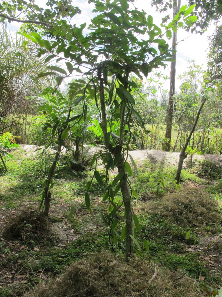 Talandoa host with vanilla