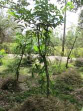 Talandoa host with vanilla