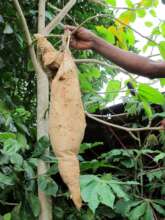 Hypsoides singularis cocoon