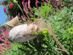 Borocera cajani cocoon