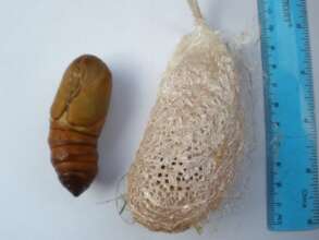 Argema mittrei cocoon
