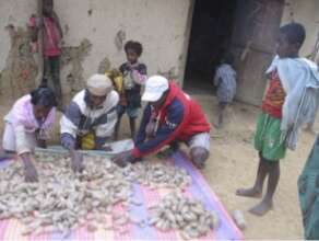 Bealanana farmers sort cocoons