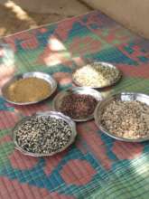 Seeds