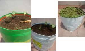 germination