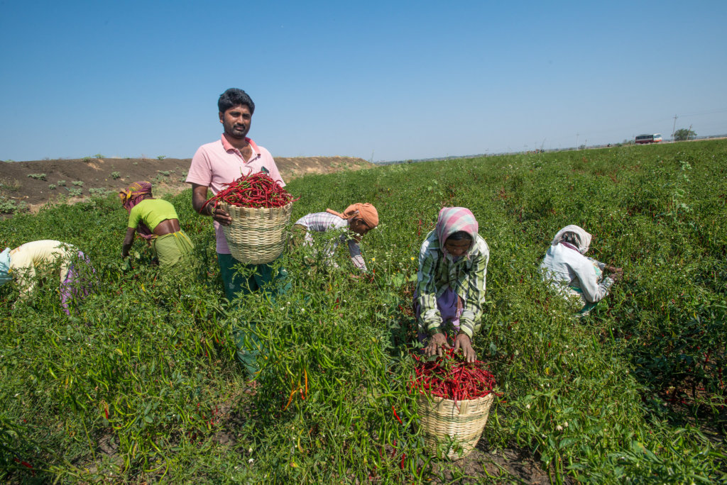 Support Organic Farms and Schoolgardens in India
