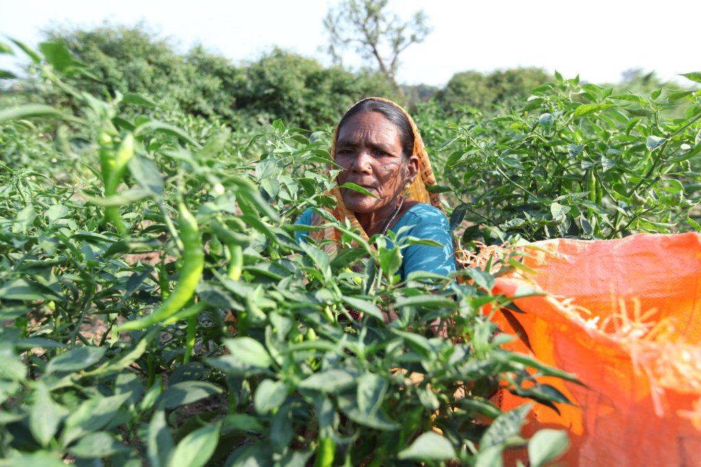 Support Organic Farms and Schoolgardens in India