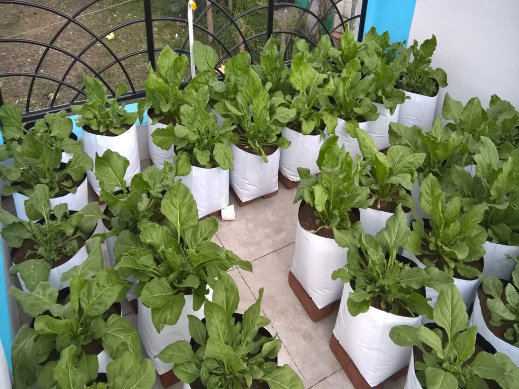 Support Organic Farms and Schoolgardens in India