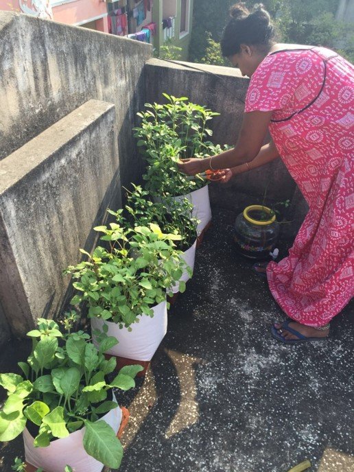 Support Organic Farms and Schoolgardens in India