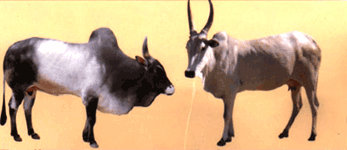 Save the Indian Cow  - It Saves People and Globe