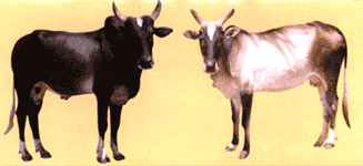 Save the Indian Cow  - It Saves People and Globe