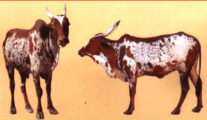 BUGUR Breed